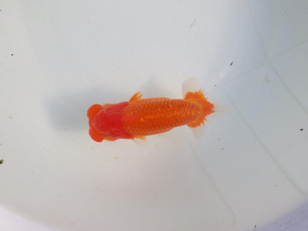 【愛知 伊藤孝広 氏】種にもお勧めしたい明け二歳らんちゅう 約13,5㎝ オス？