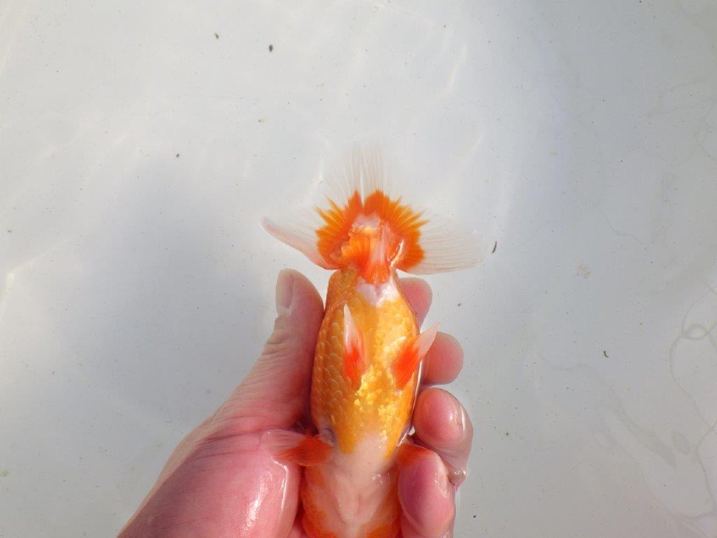 【愛知 伊藤孝広 氏】種にもお勧めしたい明け二歳らんちゅう 約13,5㎝ オス？