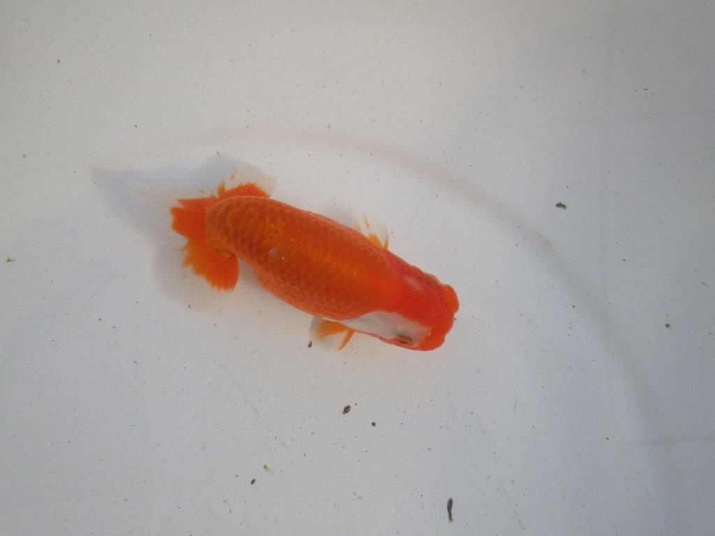 【愛知 伊藤孝広 氏】素晴らしい尾型、構え！明け二歳らんちゅう 約12,5㎝ オス？