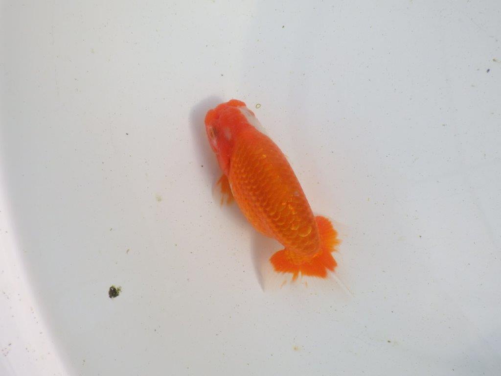 【愛知 伊藤孝広 氏】素晴らしい尾型、構え！明け二歳らんちゅう 約12,5㎝ オス？