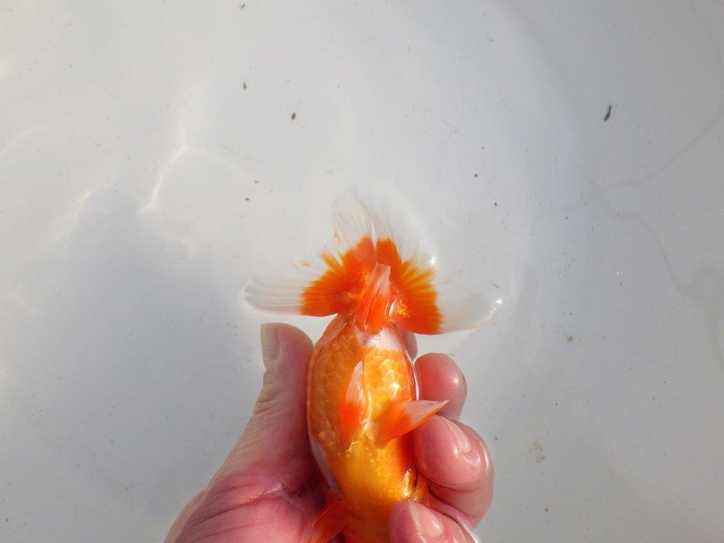 【愛知 伊藤孝広 氏】素晴らしい尾型、構え！明け二歳らんちゅう 約12,5㎝ オス？