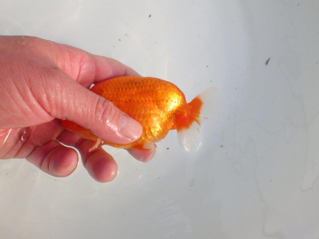 【愛知 伊藤孝広 氏】素晴らしい尾型、構え！明け二歳らんちゅう 約12,5㎝ オス？