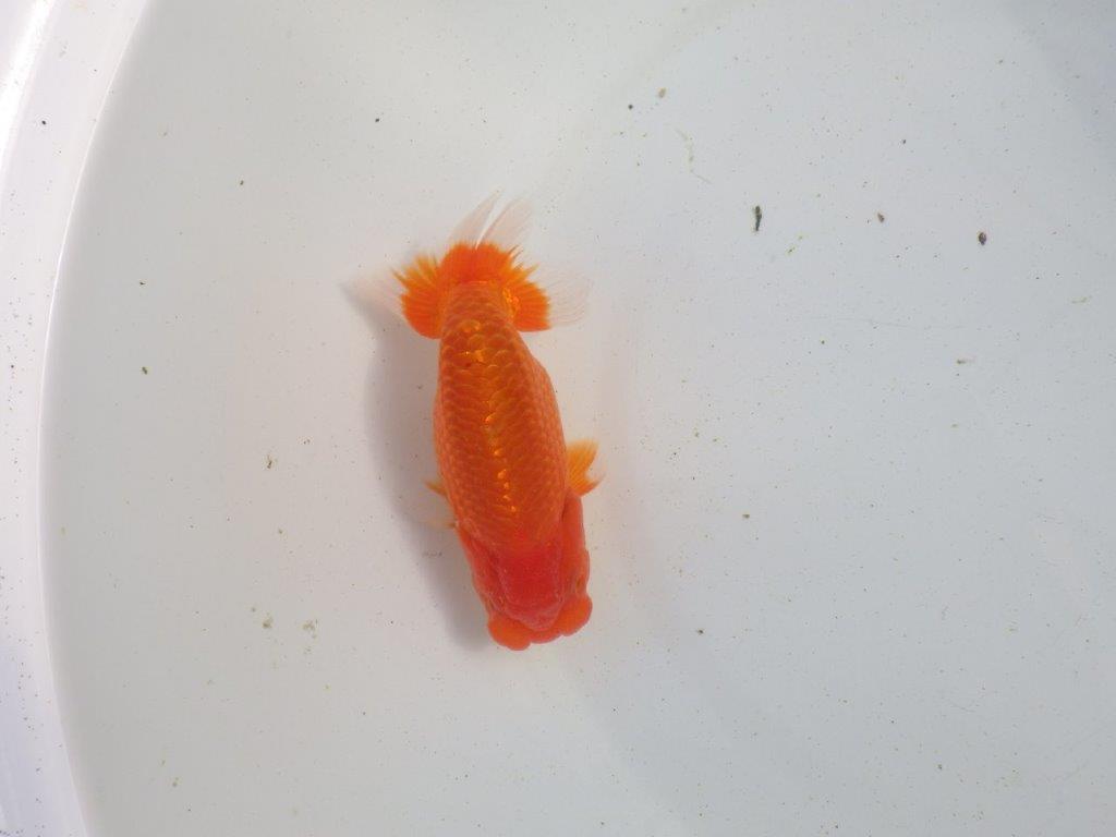 【愛知 伊藤孝広 氏】タネにお勧め！明け二歳らんちゅう 約12,5㎝ オス？