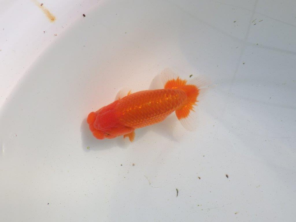 【愛知 伊藤孝広 氏】タネにお勧め！明け二歳らんちゅう 約12,5㎝ オス？