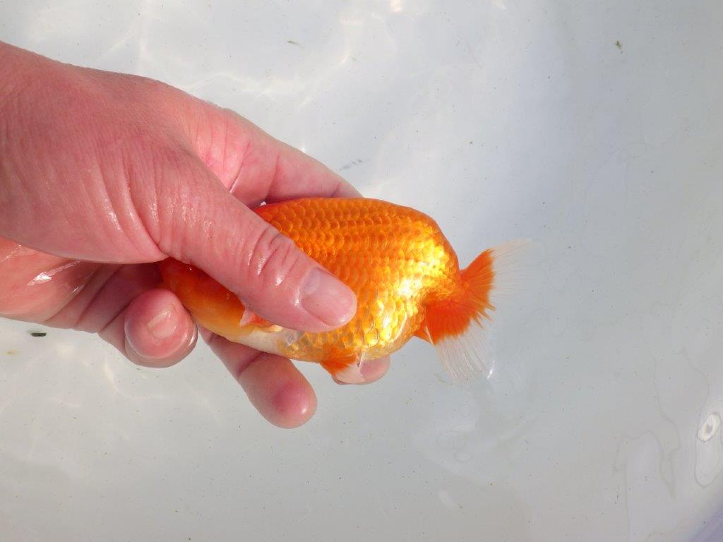 【愛知 伊藤孝広 氏】タネにお勧め！明け二歳らんちゅう 約12,5㎝ オス？