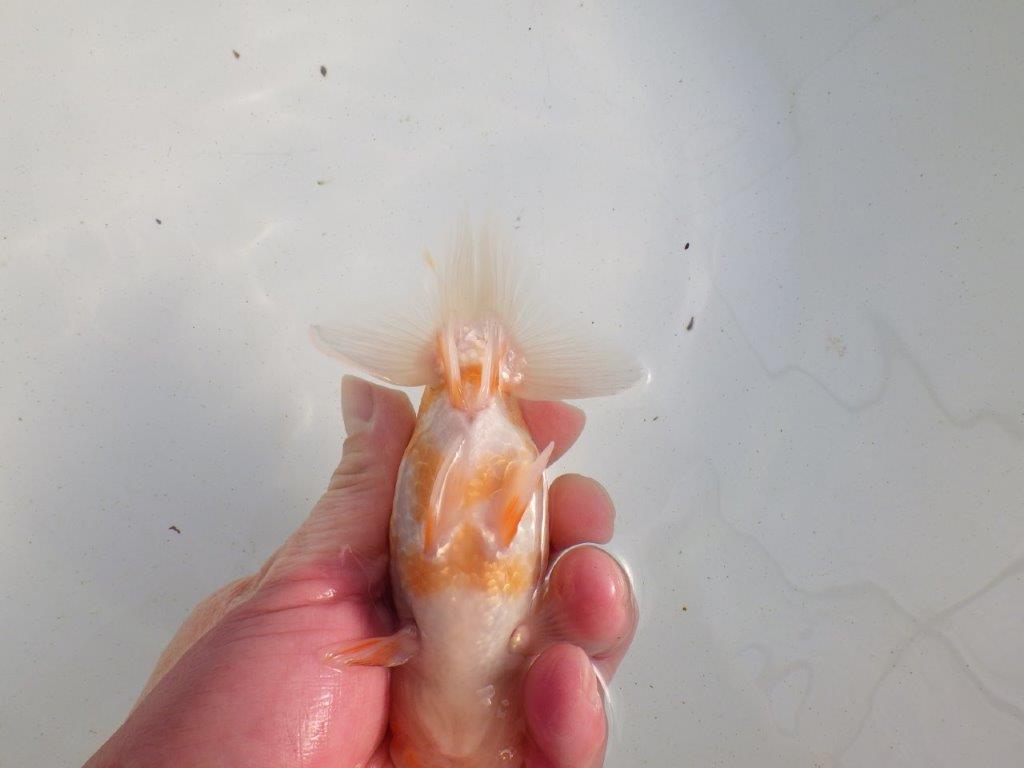 【愛知 伊藤孝広 氏】ご鑑賞お勧め!明け二歳らんちゅう 約13㎝ オス?