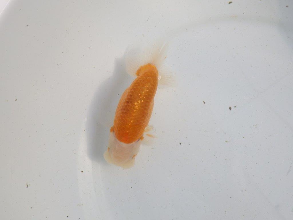 【愛知 伊藤孝広 氏】ご鑑賞お勧め!明け二歳らんちゅう 約13㎝ オス?