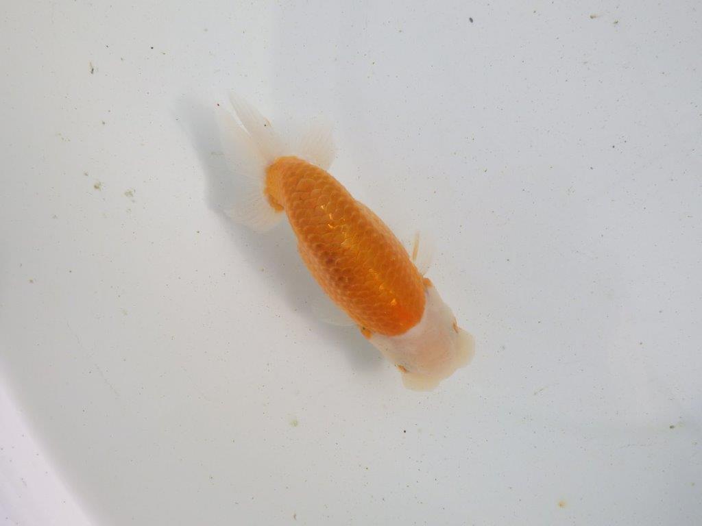 【愛知 伊藤孝広 氏】ご鑑賞お勧め!明け二歳らんちゅう 約13㎝ オス?