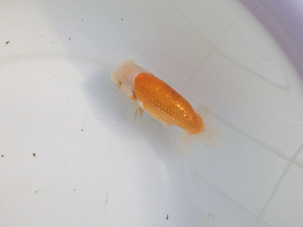 【愛知 伊藤孝広 氏】ご鑑賞お勧め!明け二歳らんちゅう 約13㎝ オス?