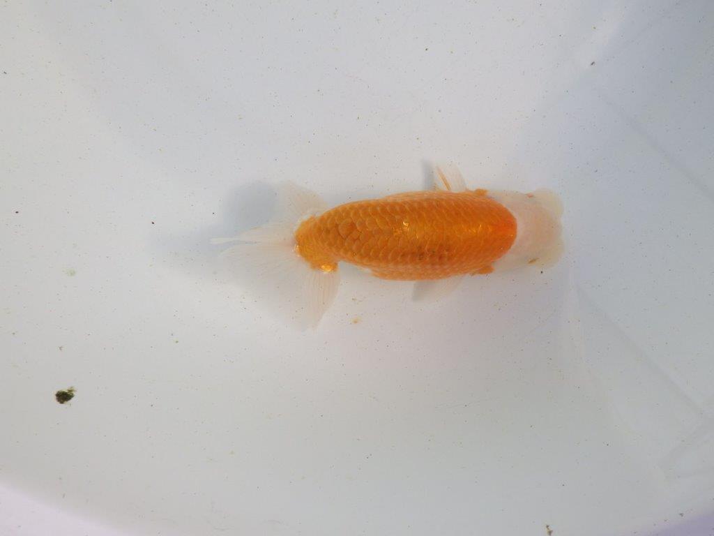 【愛知 伊藤孝広 氏】ご鑑賞お勧め!明け二歳らんちゅう 約13㎝ オス?