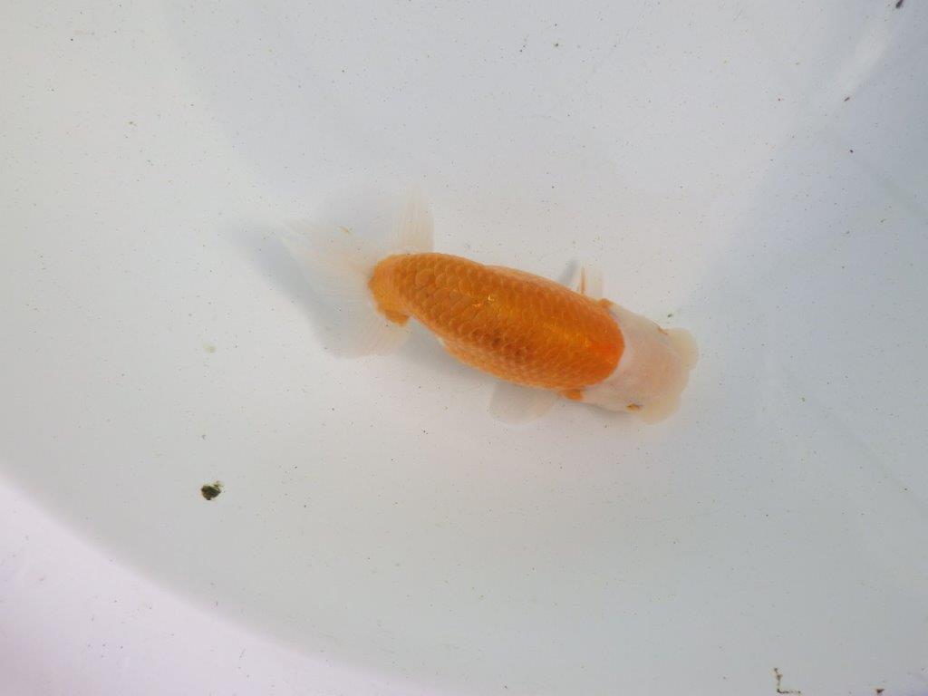 【愛知 伊藤孝広 氏】ご鑑賞お勧め!明け二歳らんちゅう 約13㎝ オス?