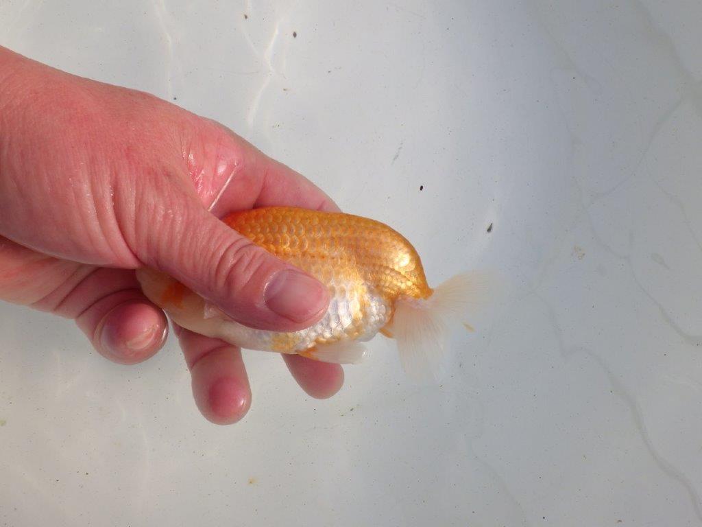 【愛知 伊藤孝広 氏】ご鑑賞お勧め!明け二歳らんちゅう 約13㎝ オス?