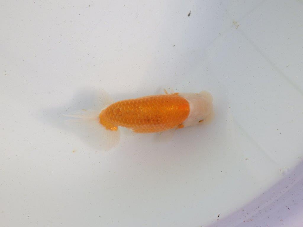 【愛知 伊藤孝広 氏】ご鑑賞お勧め!明け二歳らんちゅう 約13㎝ オス?