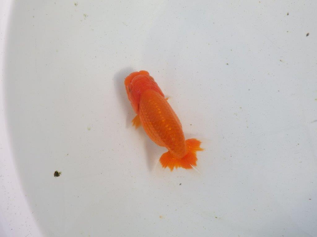 【愛知 伊藤孝広 氏】素材の良い明け二歳らんちゅう 約11,5㎝ メス?