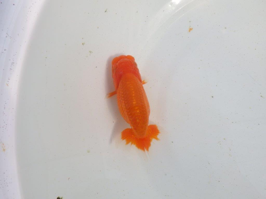 【愛知 伊藤孝広 氏】素材の良い明け二歳らんちゅう 約11,5㎝ メス?