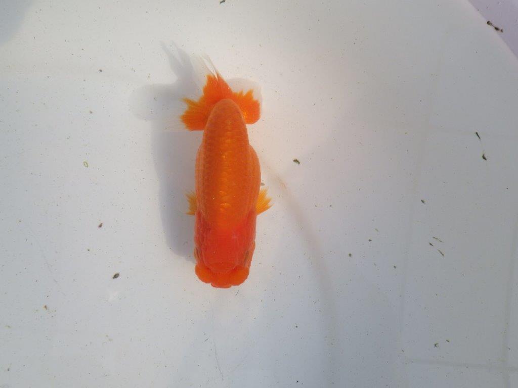 【愛知 伊藤孝広 氏】素材の良い明け二歳らんちゅう 約11,5㎝ メス?