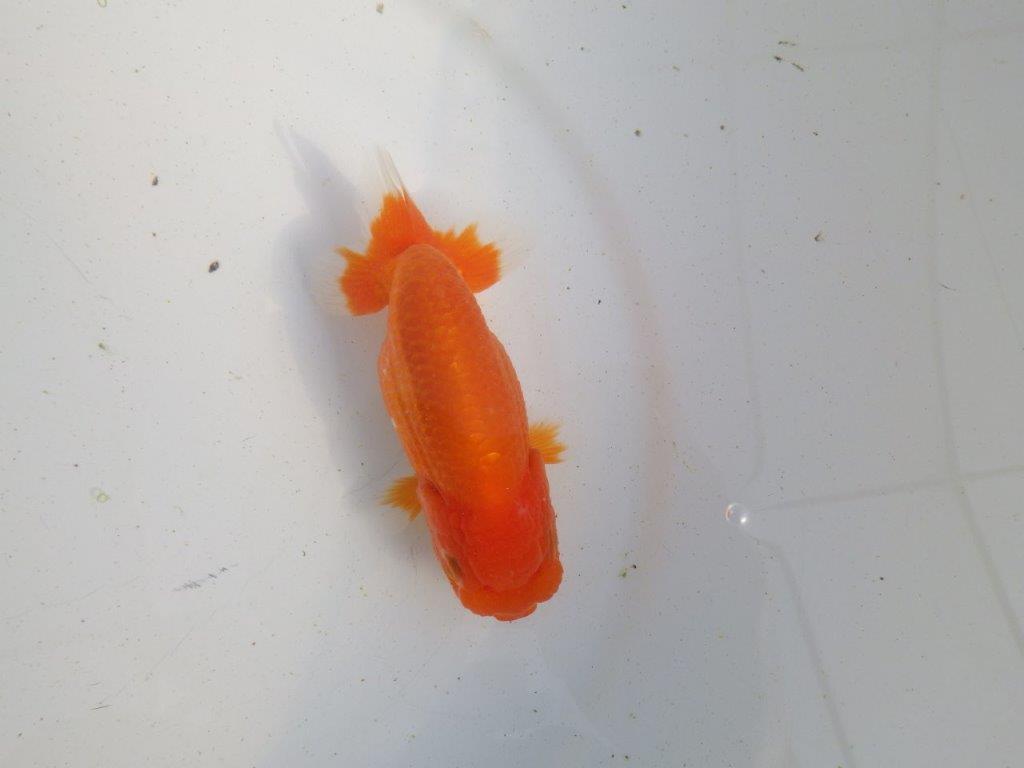 【愛知 伊藤孝広 氏】素材の良い明け二歳らんちゅう 約11,5㎝ メス?