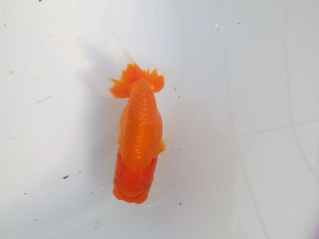 【愛知 伊藤孝広 氏】素材の良い明け二歳らんちゅう 約11,5㎝ メス?