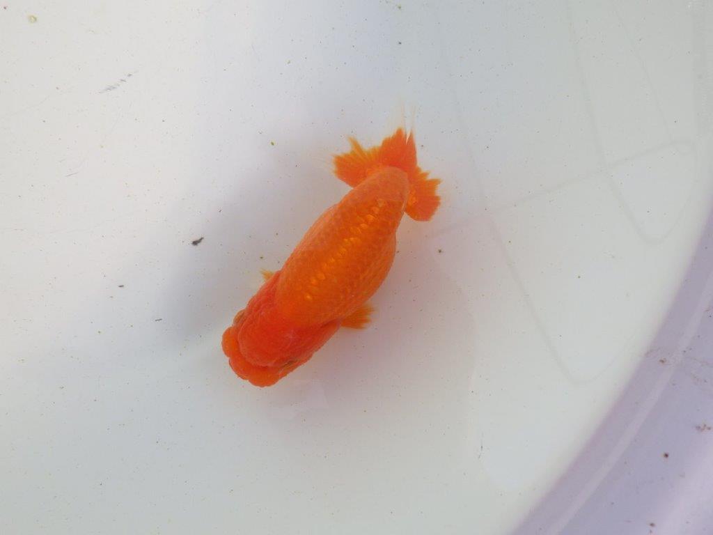 【愛知 伊藤孝広 氏】素材の良い明け二歳らんちゅう 約11,5㎝ メス?