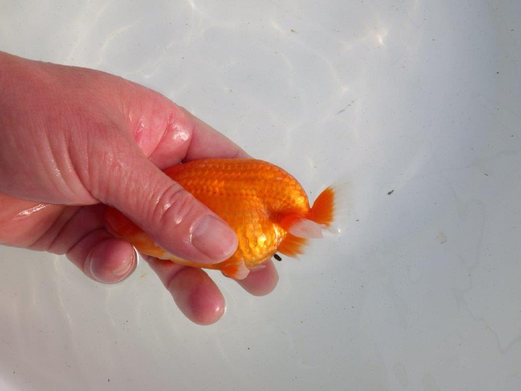 【愛知 伊藤孝広 氏】素材の良い明け二歳らんちゅう 約11,5㎝ メス?