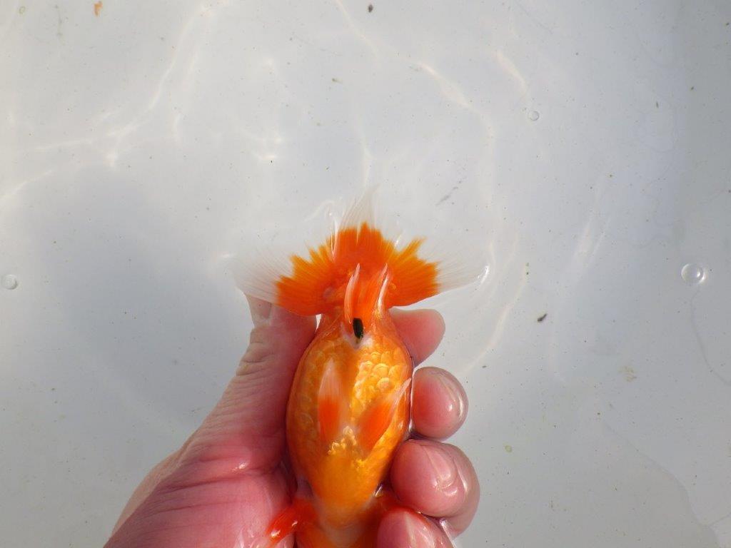 【愛知 伊藤孝広 氏】素材の良い明け二歳らんちゅう 約11,5㎝ メス?