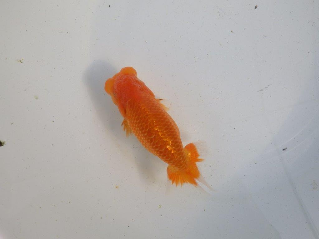 【愛知 伊藤孝広 氏】フンタン＆大きいサイズの明け二歳らんちゅう 約13,5㎝ オス？