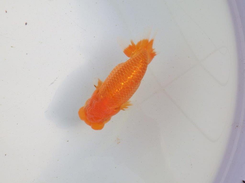 【愛知 伊藤孝広 氏】フンタン＆大きいサイズの明け二歳らんちゅう 約13,5㎝ オス？