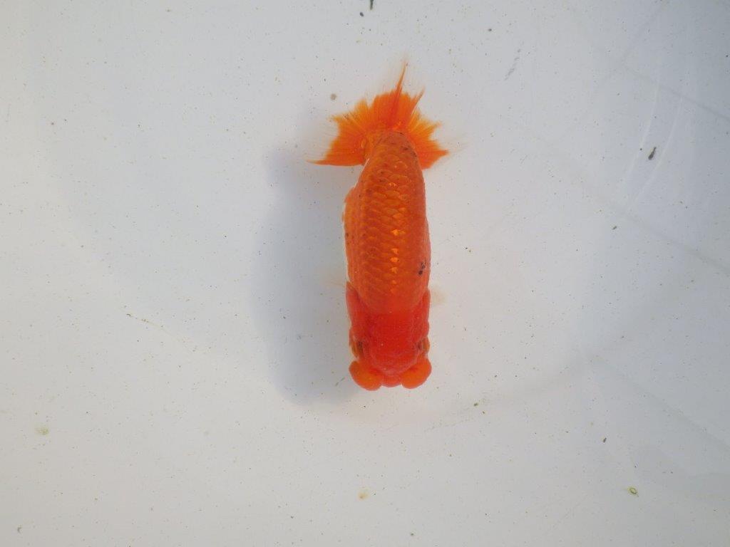 【愛知 伊藤孝広 氏】目指せサイズアップ！明け二歳らんちゅう 約11,5㎝