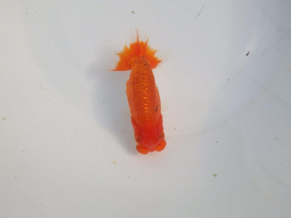 【愛知 伊藤孝広 氏】目指せサイズアップ！明け二歳らんちゅう 約11,5㎝