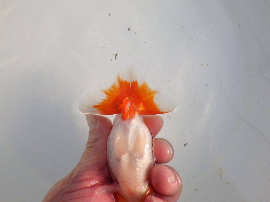 【愛知 伊藤孝広 氏】目指せサイズアップ！明け二歳らんちゅう 約11,5㎝