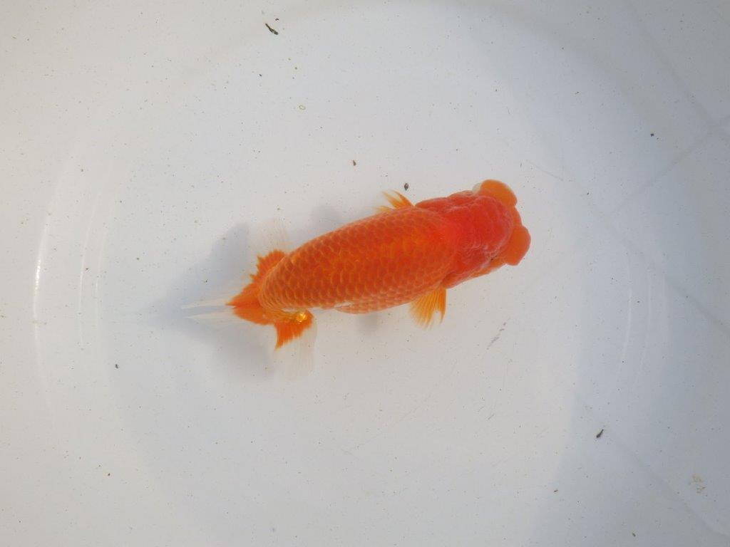 【愛知 伊藤孝広 氏】迫力のある明け二歳らんちゅう 約14,5㎝ オス?