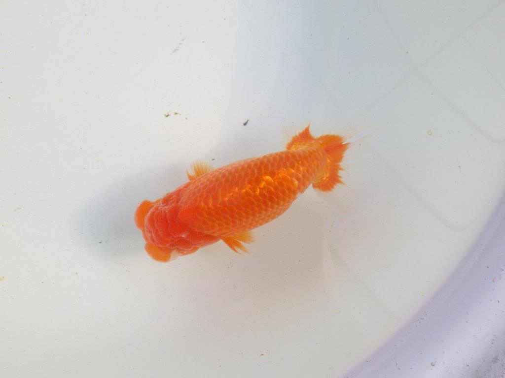 【愛知 伊藤孝広 氏】迫力のある明け二歳らんちゅう 約14,5㎝ オス?