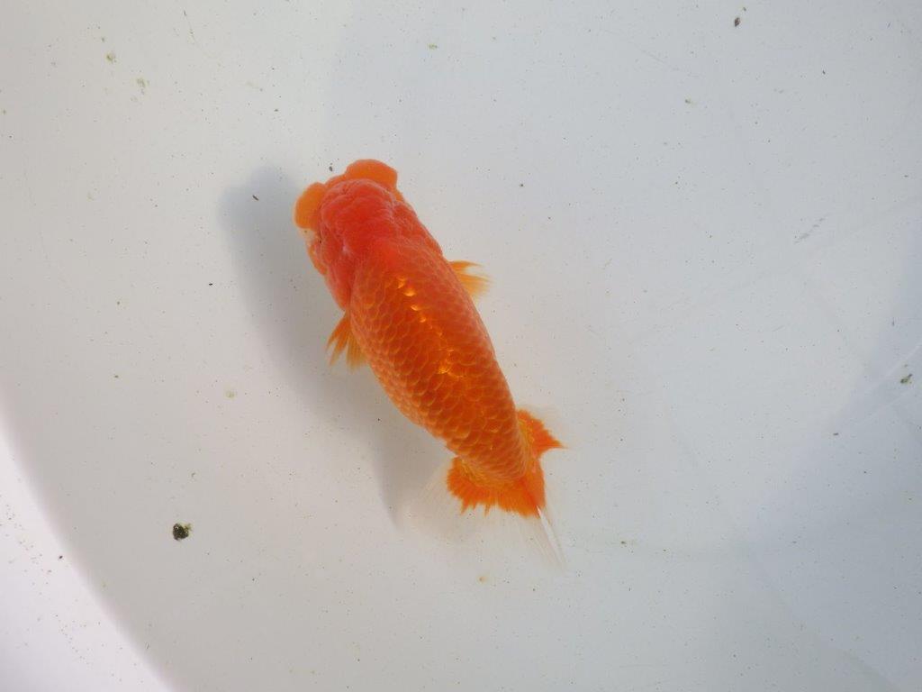 【愛知 伊藤孝広 氏】迫力のある明け二歳らんちゅう 約14,5㎝ オス?