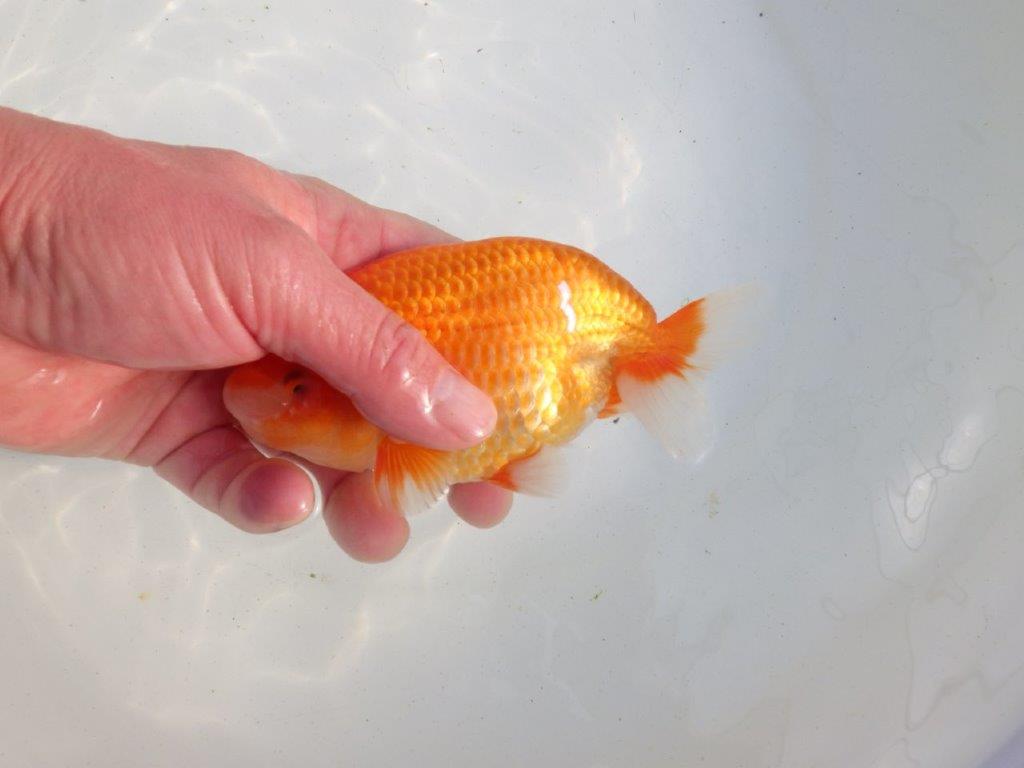 【愛知 伊藤孝広 氏】迫力のある明け二歳らんちゅう 約14,5㎝ オス?