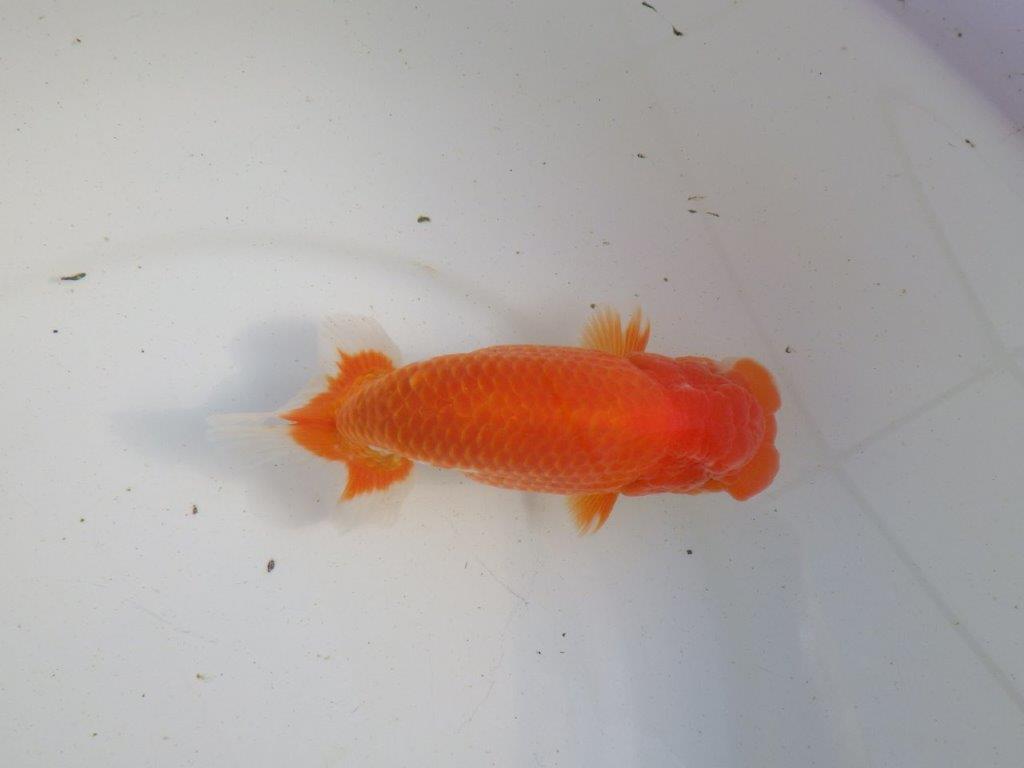 【愛知 伊藤孝広 氏】迫力のある明け二歳らんちゅう 約14,5㎝ オス?