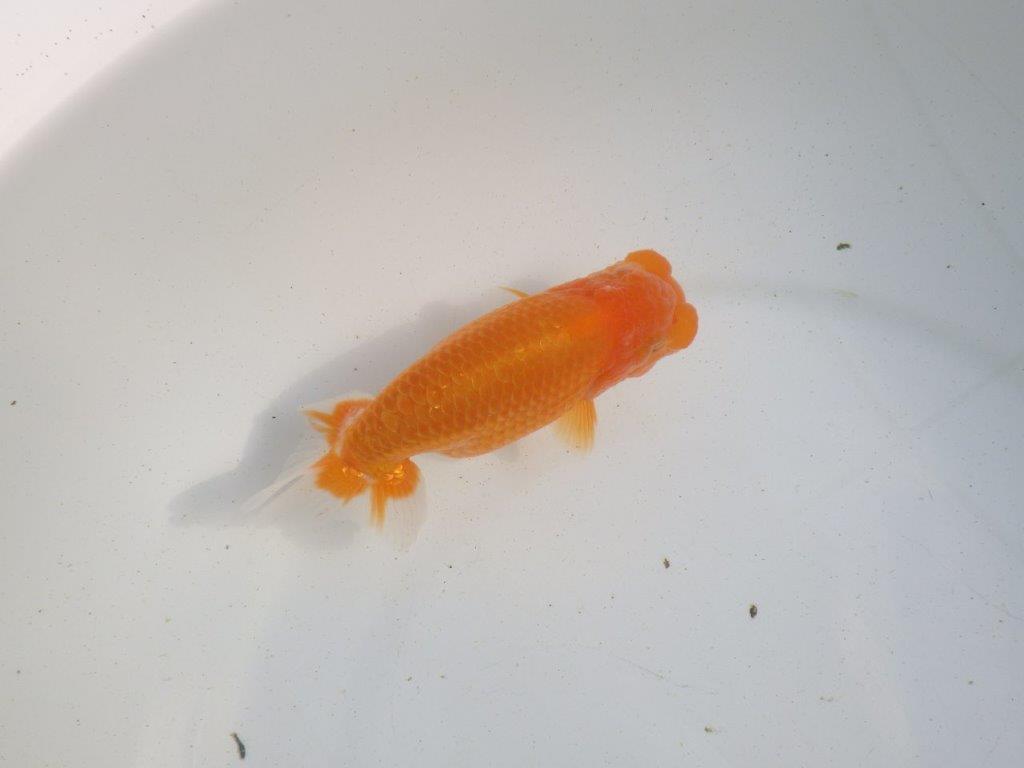 【愛知 伊藤孝広 氏】雰囲気の良い明け二歳らんちゅう 約12㎝オス？