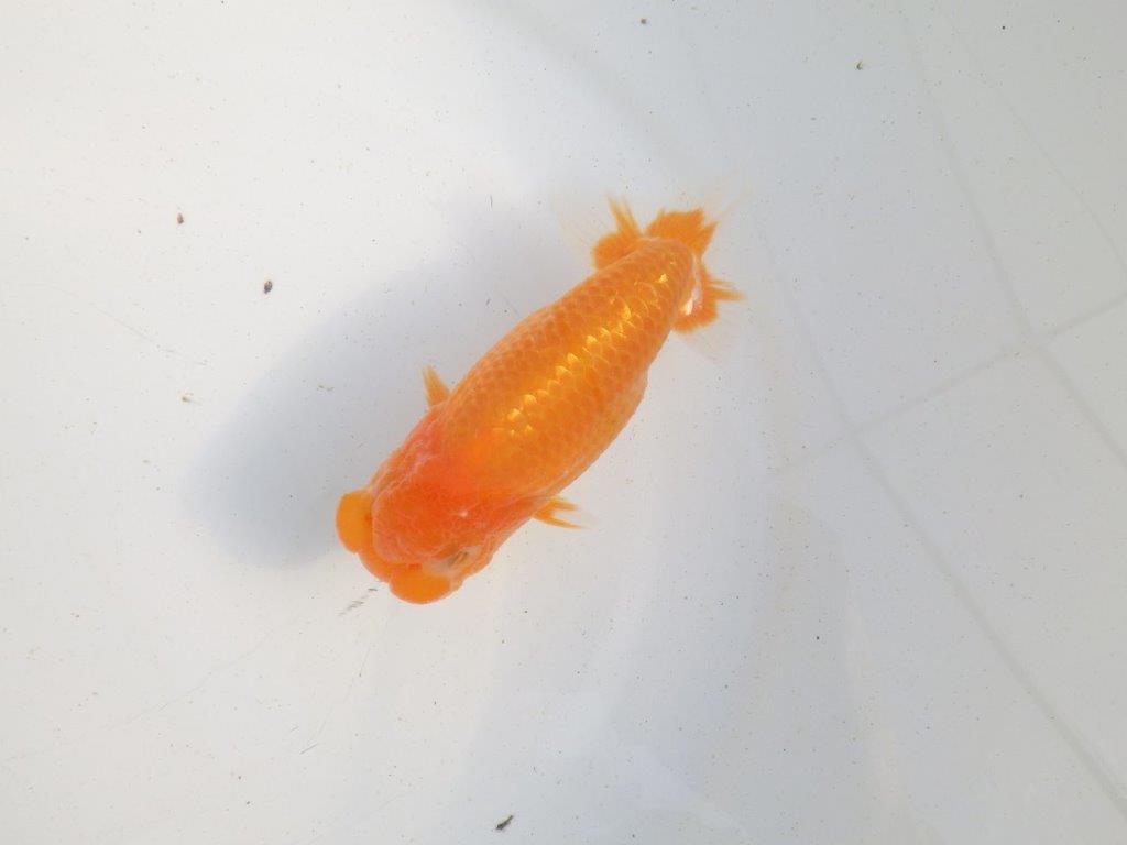 【愛知 伊藤孝広 氏】雰囲気の良い明け二歳らんちゅう 約12㎝オス？