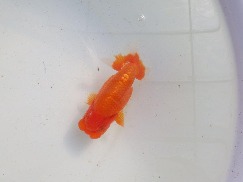 【愛知 伊藤孝広 氏】飼い込みお勧め明け二歳らんちゅう 約12㎝メス？