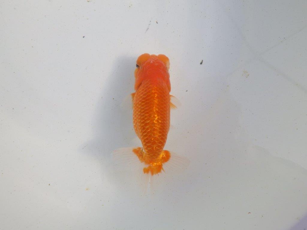 【愛知 伊藤孝広 氏】種にもお勧め明け二歳らんちゅう 約13㎝オス？