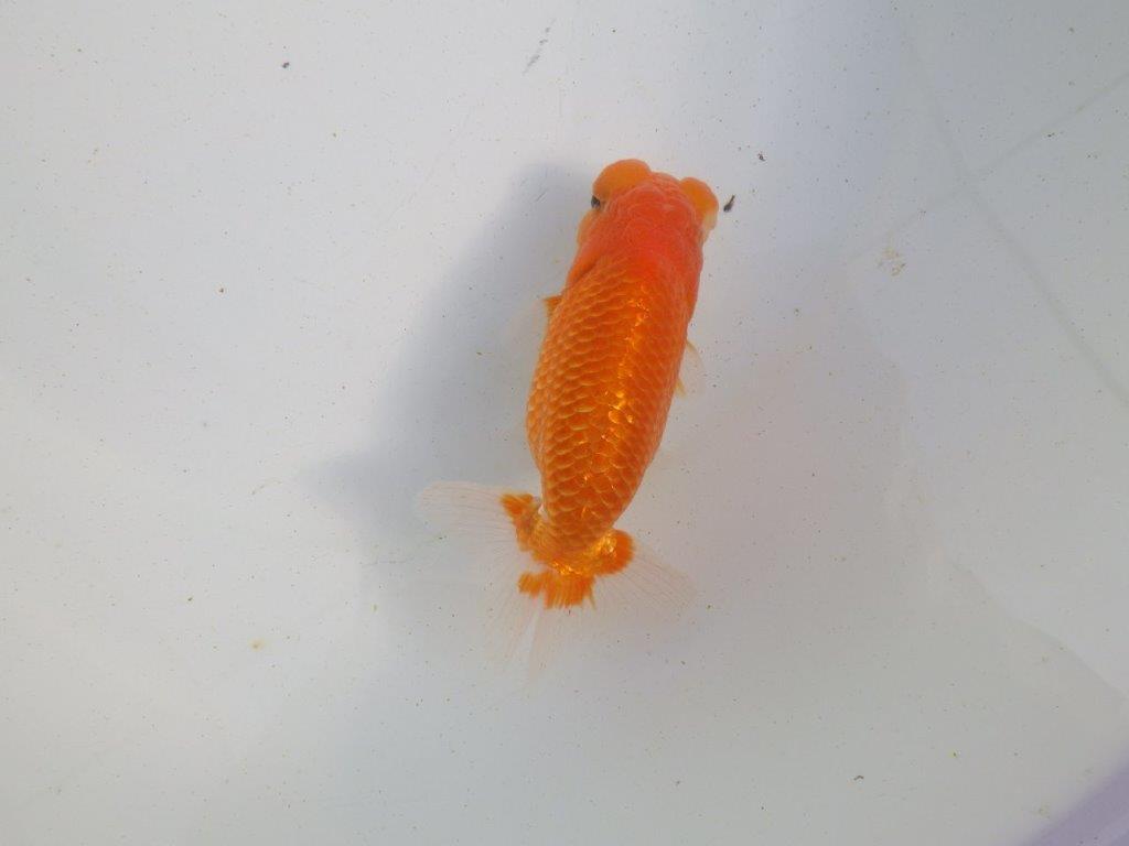 【愛知 伊藤孝広 氏】種にもお勧め明け二歳らんちゅう 約13㎝オス？