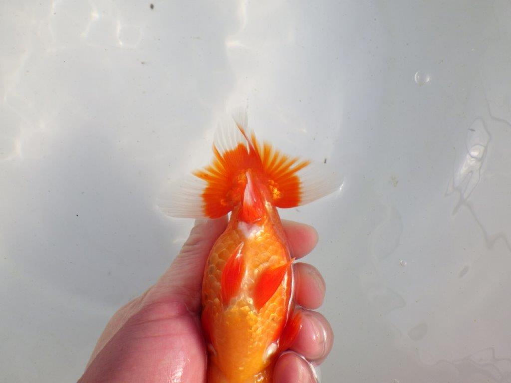 【愛知 伊藤孝広 氏】素晴らしい尾型、尾構えの明け二歳らんちゅう 約14㎝オス？