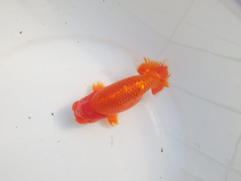 【愛知 伊藤孝広 氏】素晴らしい尾型、尾構えの明け二歳らんちゅう 約14㎝オス？