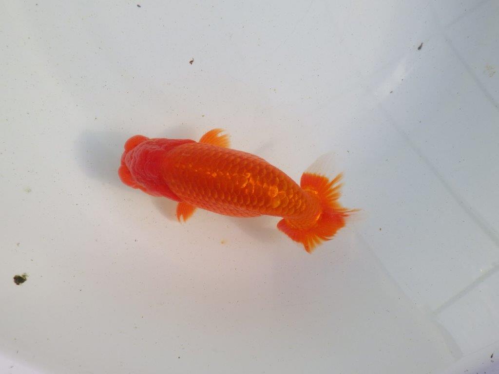 【愛知 伊藤孝広 氏】素晴らしい尾型、尾構えの明け二歳らんちゅう 約14㎝オス？