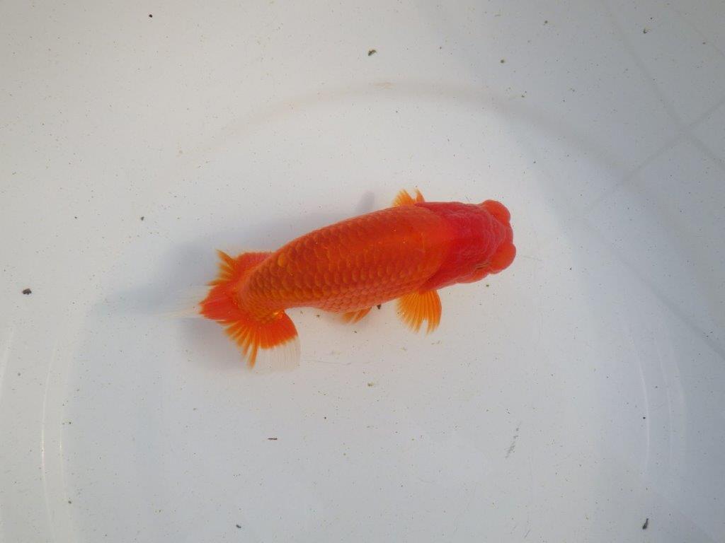 【愛知 伊藤孝広 氏】素晴らしい尾型、尾構えの明け二歳らんちゅう 約14㎝オス？