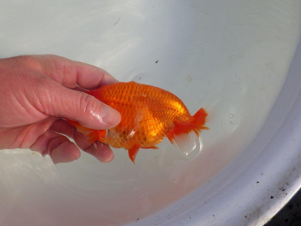 【愛知 伊藤孝広 氏】素晴らしい尾型、尾構えの明け二歳らんちゅう 約14㎝オス？