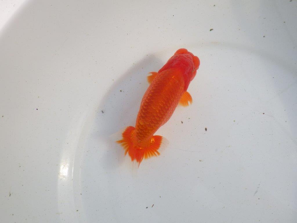 【愛知 伊藤孝広 氏】素晴らしい尾型、尾構えの明け二歳らんちゅう 約14㎝オス？