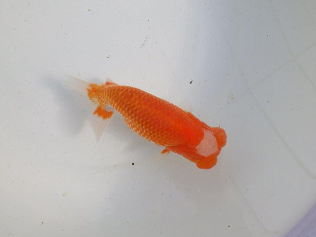 【愛知 伊藤孝広 氏】両面カナコ系更紗明け二歳らんちゅう 約15,5㎝