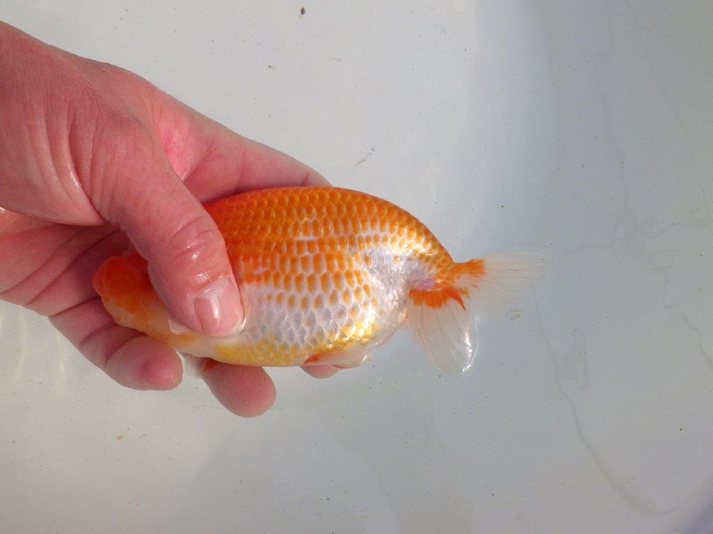 【愛知 伊藤孝広 氏】両面カナコ系更紗明け二歳らんちゅう 約15,5㎝