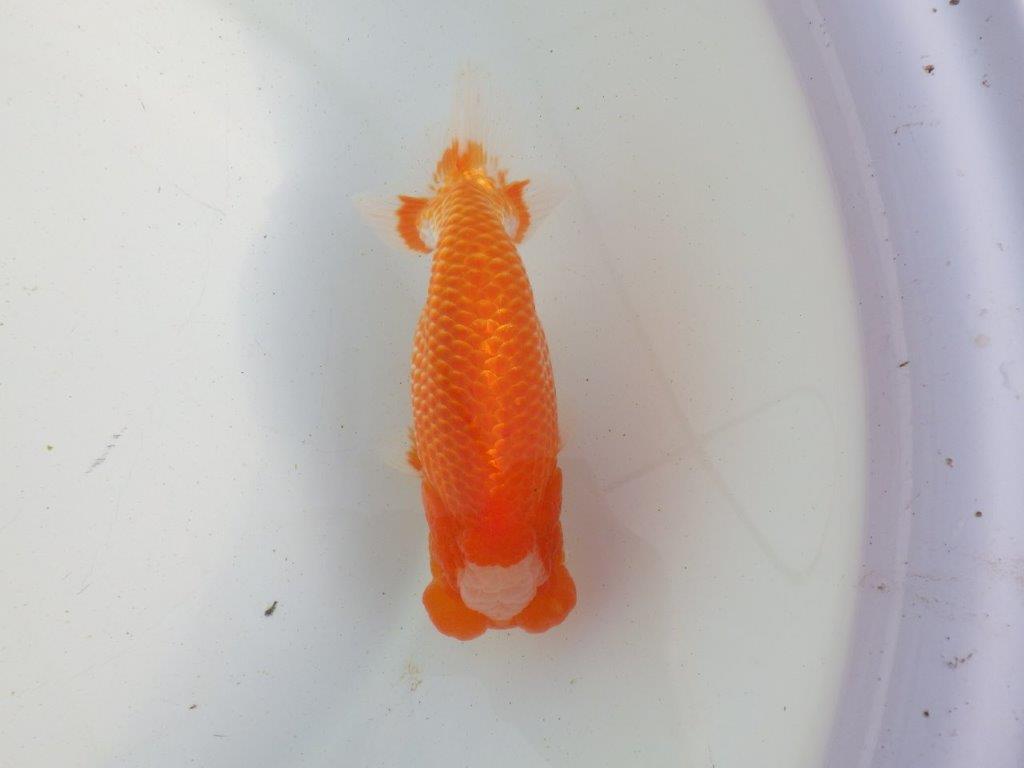 【愛知 伊藤孝広 氏】両面カナコ系更紗明け二歳らんちゅう 約15,5㎝