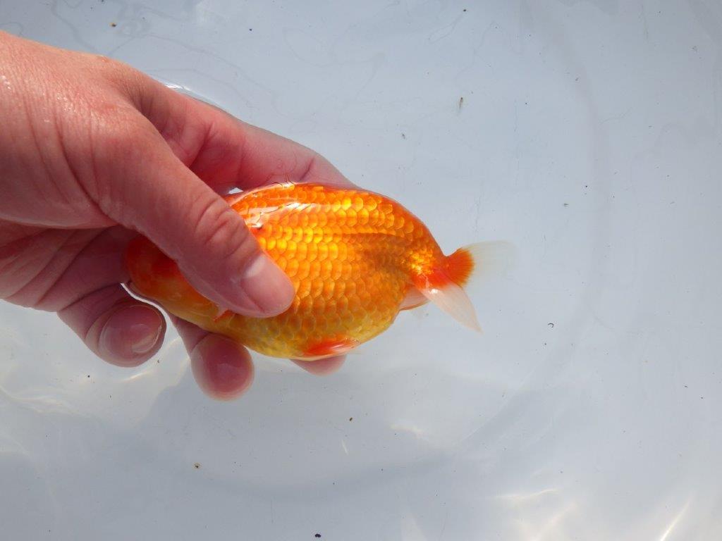 【愛知 石黒英明 氏】水槽映え背も綺麗！明け二歳らんちゅう 約13,5㎝オス？